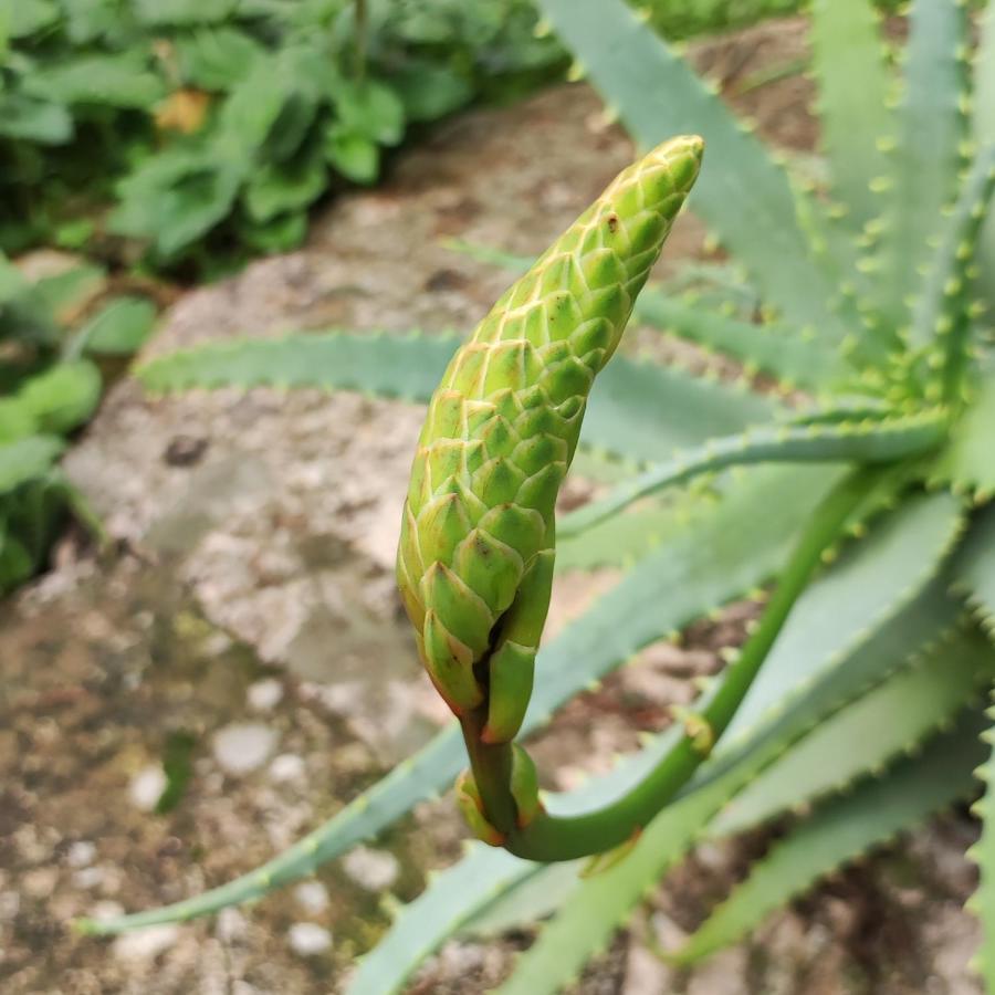 فيلا Liotrivi Olive Press Volímai المظهر الخارجي الصورة